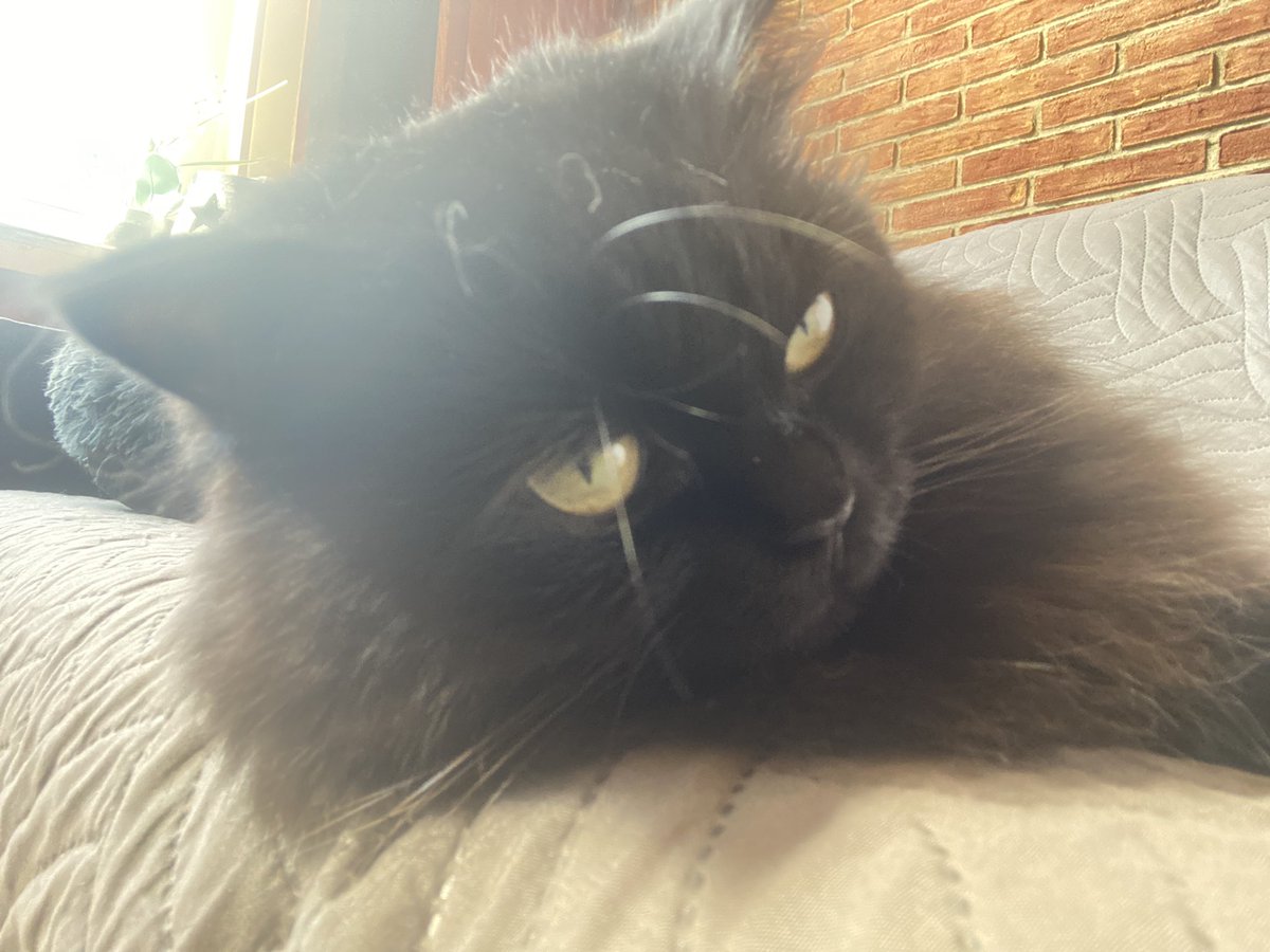 egmond13's tweet photo. ❤️Snoopy
#Caturday #CatsOfTwitter #catzilla #meowski #littleballoffur https://t.co/IO3AGLR6pg
