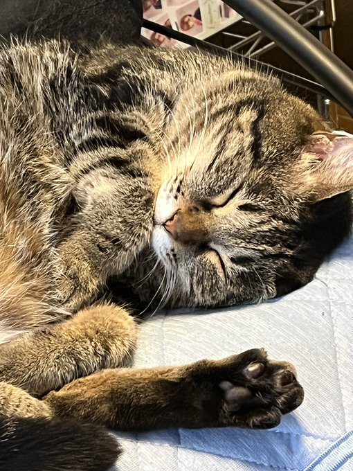 枕横が寝所定位置の1つのおかげで、この夏場は寝る時顔面横が大体ふぁっきんほっと+何度毛取っても数時間後には無駄な足掻きと化し幾度となく猫毛植毛された枕
かわいい寝顔してるだろ、こいつ戦犯なんやで(先程また枕に満遍なく植毛したあと 