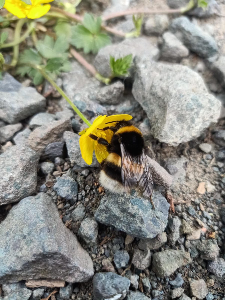 Another Bee-utiful picture! #ispotabee #spotabee #bees