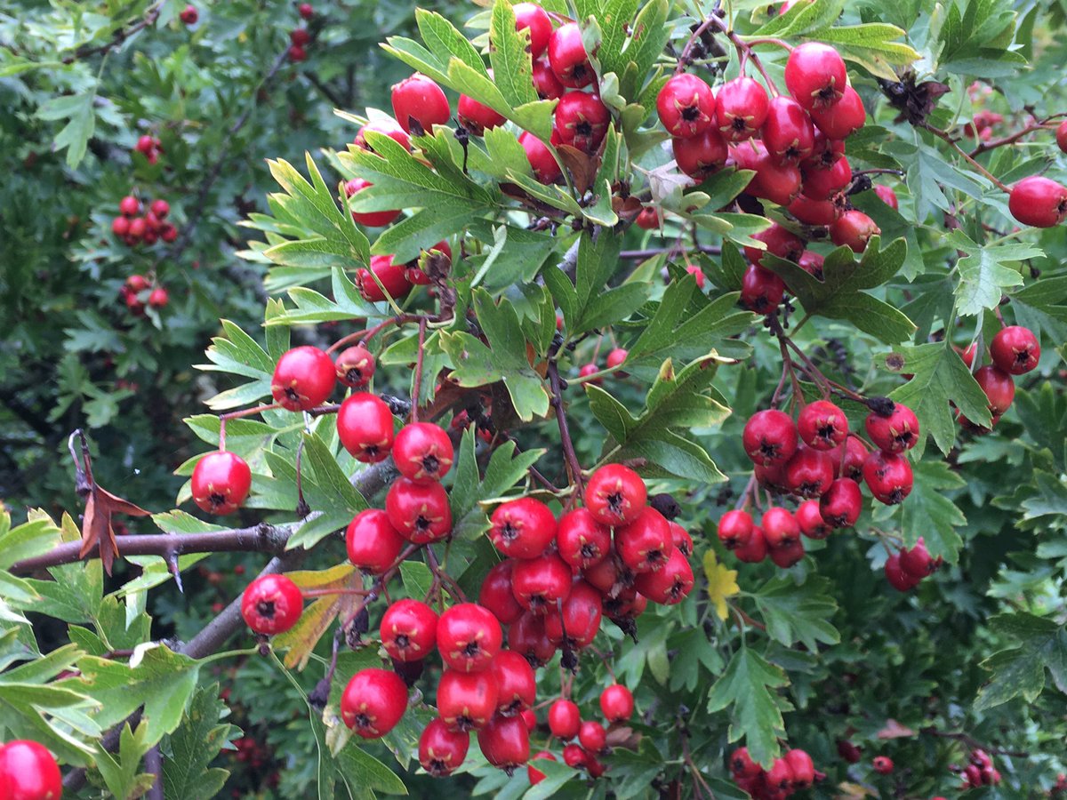 Sarahflowers50's tweet photo. It’s a lovely day, so Autumn like. The berries have gone crazy at the side of my house.
Happy Saturday 🍂
#autumnfeel #gardens #SaturdayVibes https://t.co/i463MJNpKv