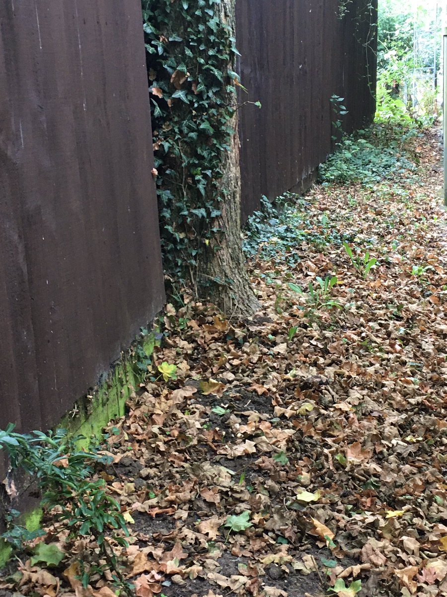 Sarahflowers50's tweet photo. It’s a lovely day, so Autumn like. The berries have gone crazy at the side of my house.
Happy Saturday 🍂
#autumnfeel #gardens #SaturdayVibes https://t.co/i463MJNpKv
