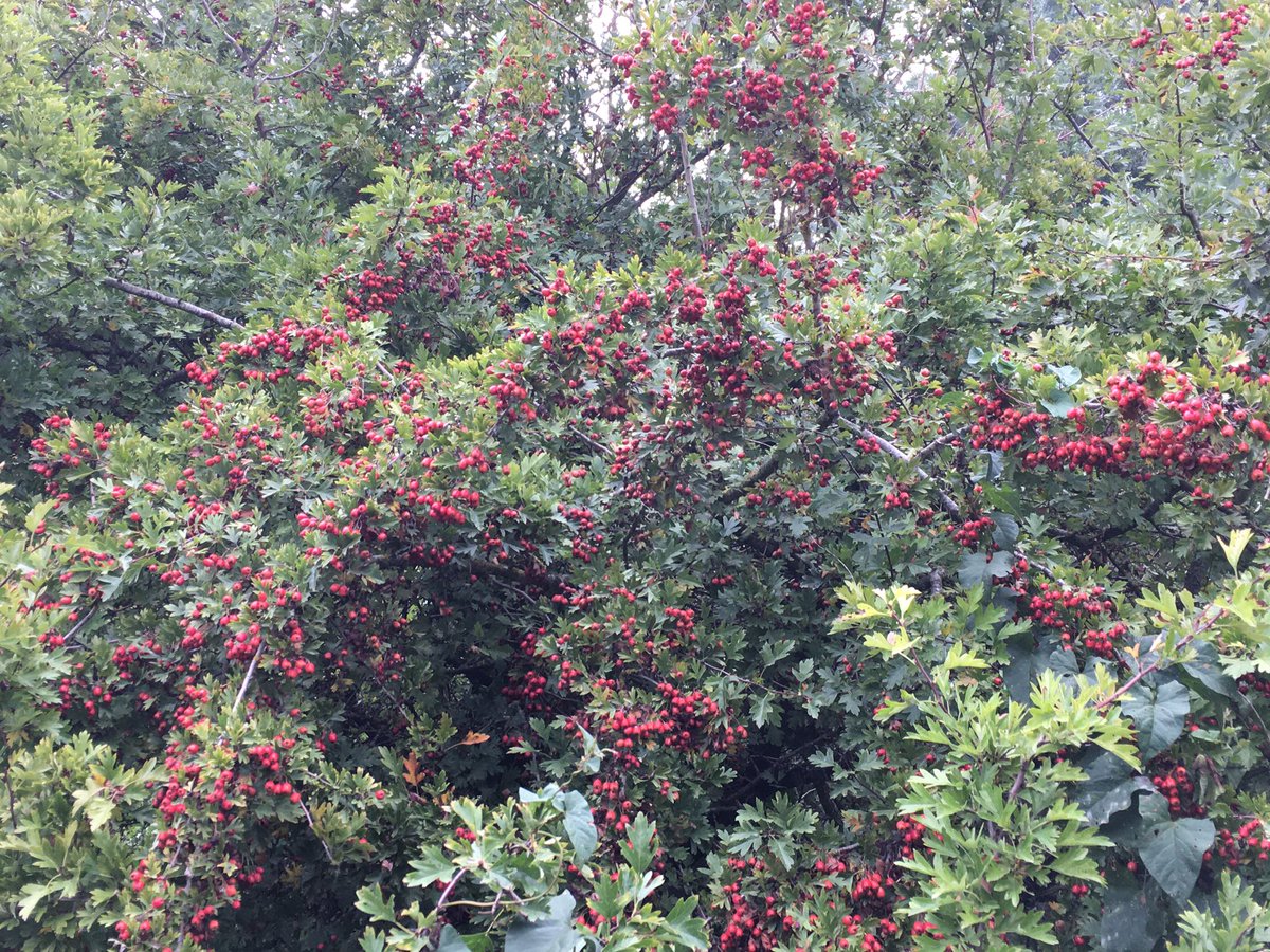 Sarahflowers50's tweet photo. It’s a lovely day, so Autumn like. The berries have gone crazy at the side of my house.
Happy Saturday 🍂
#autumnfeel #gardens #SaturdayVibes https://t.co/i463MJNpKv