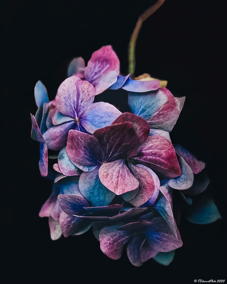 TSstewartPhoto's tweet photo. Hydrangea.
#shotoniphone #lightroommobile #vsco #flowers https://t.co/Ve6RWxo9tY