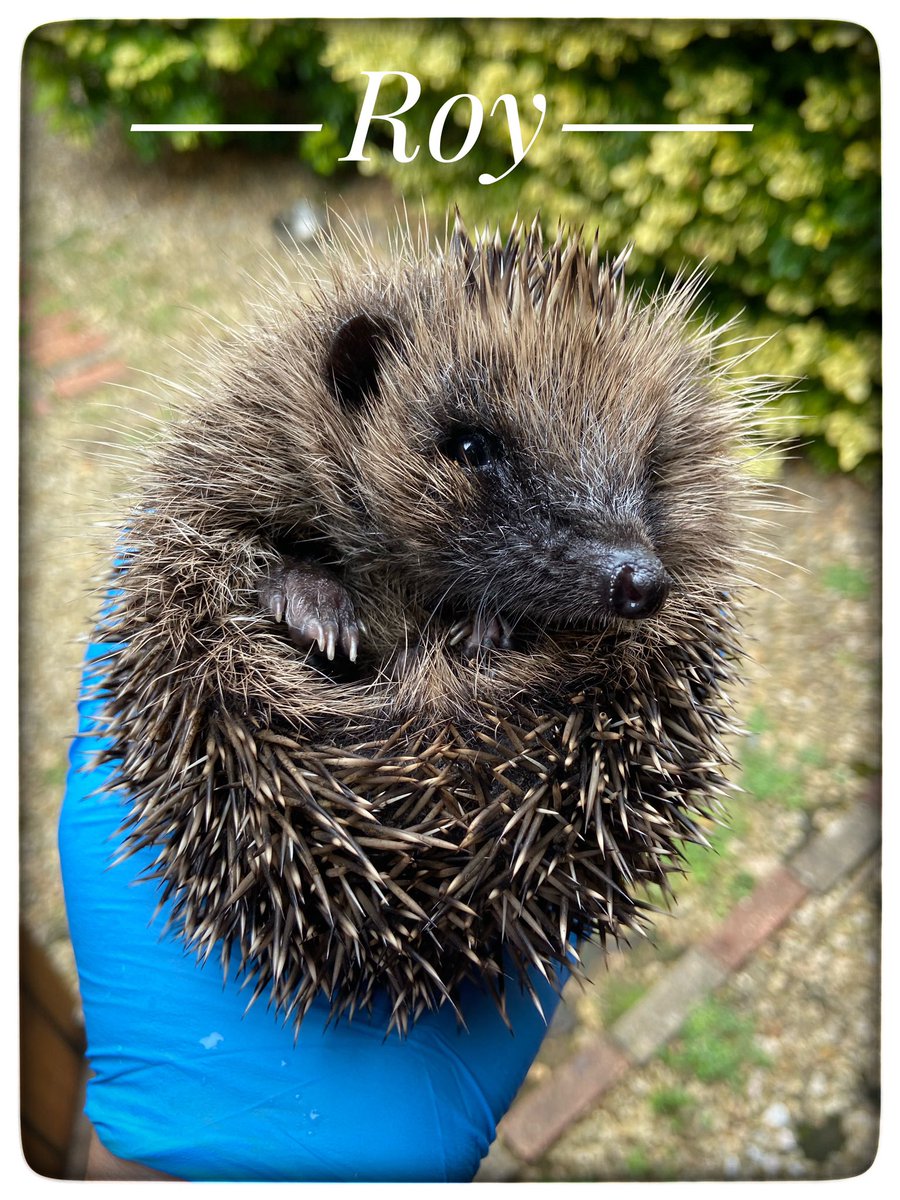 I’m a big fan of #tedlasso so I’ve named the latest arrival in my #hedgehog hospital Roy #RoyKent @brettgoldstein @TheRealRoyKent