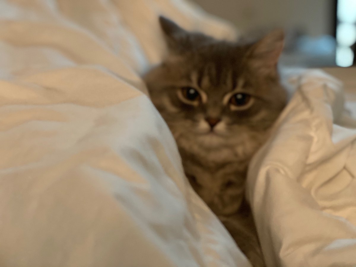 Awatef196's tweet photo. Look at my cat ❤️ https://t.co/kvrX47WqIi