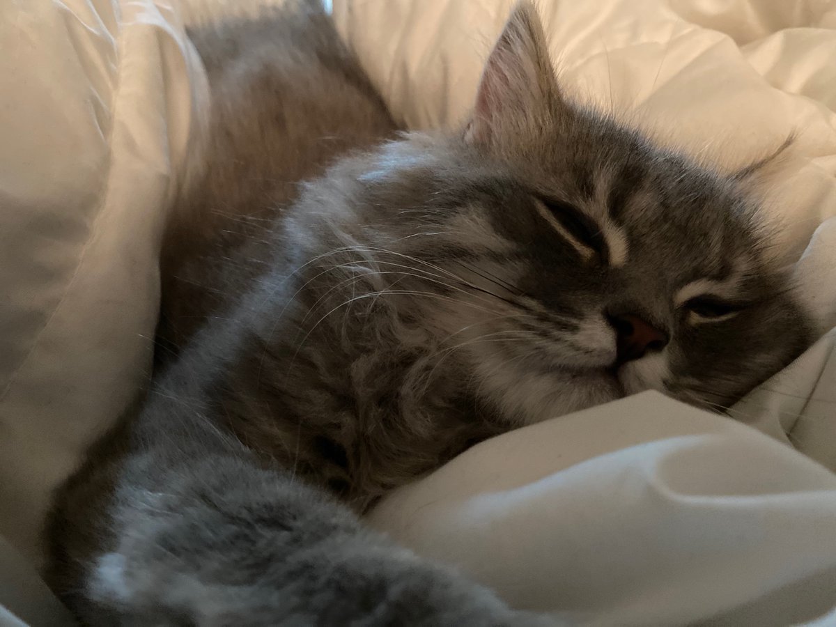 Awatef196's tweet photo. Look at my cat ❤️ https://t.co/kvrX47WqIi