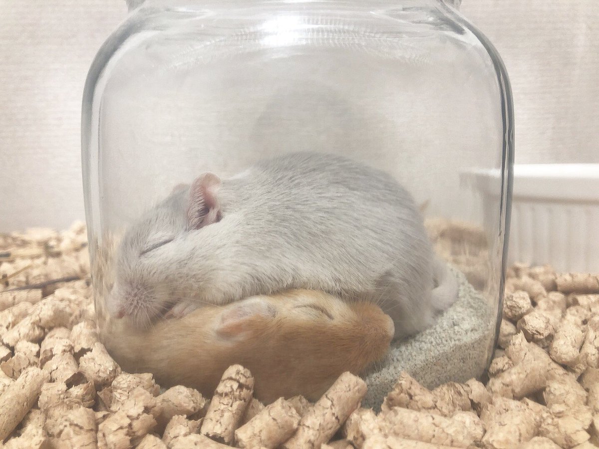 この子はサファイアかダヴだと思うんですが、どちらかわかる方いましたら教えていただきたいです🙇‍♀️💦よろしくお願いします