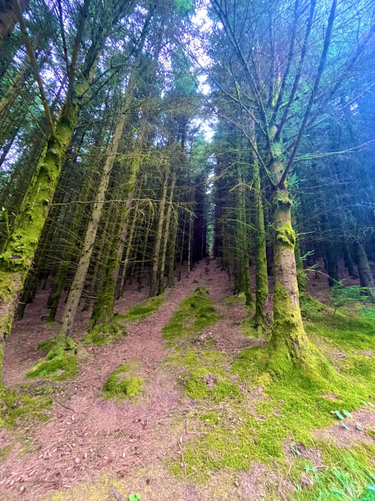 rjprobinson's tweet photo. Must be a rating for the most peaceful Parkrun @parkrunUK? #ThisIsIt. Also one where there’s a red squirrel 🐿 pacing you on the route @Whinlatterpkrun #lostintheforest #forestbathing https://t.co/TWJaMhDJeD