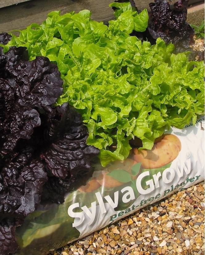 Are you growing salads this winter? We would love to see your #sylvagrown salads this winter tag us so we can see! #peatfree #peatfreegardening