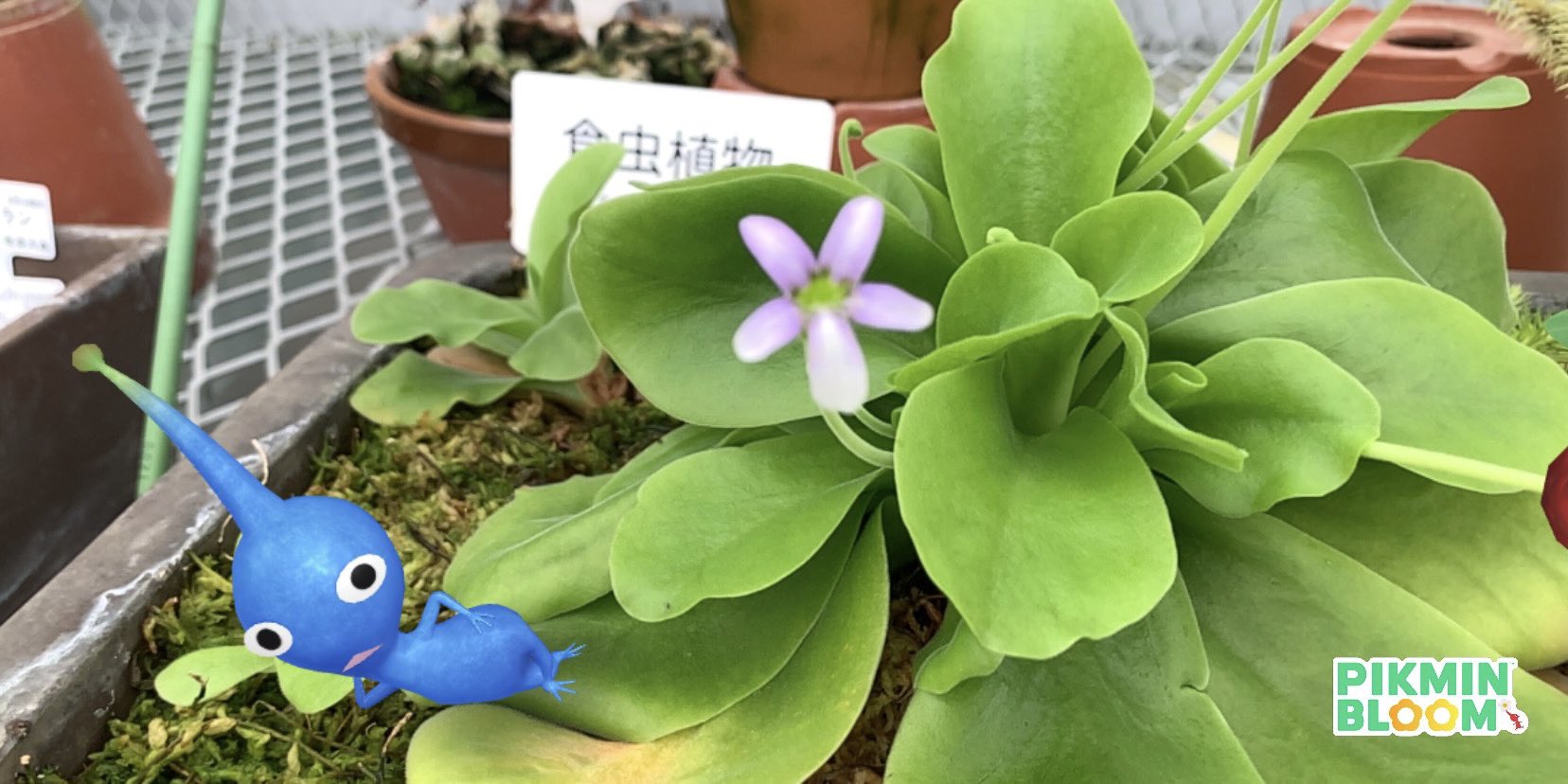 Tweets With Replies By かのこ Pikmin Bloom Kanoko55pik Twitter