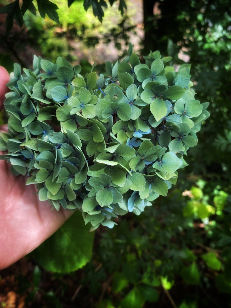 joymarie_h's tweet photo. #hydrangea
#hydrangeaseason
#flowerphotography
#floweredit
#snapseed
#iphone11pro https://t.co/nEmuS3rrFw