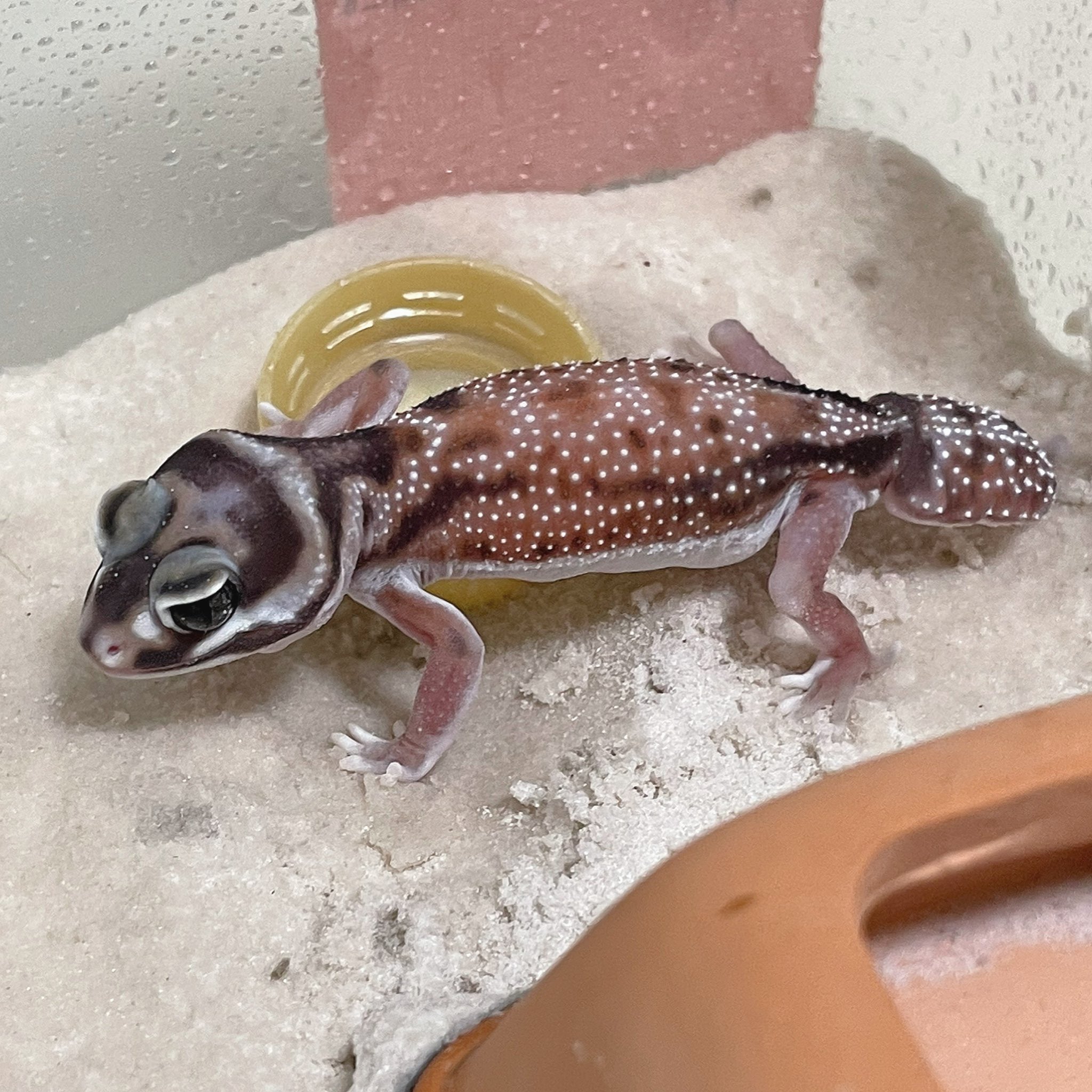 Cloe Reptiles 11 とんぶり市 Cloereptiles Twitter