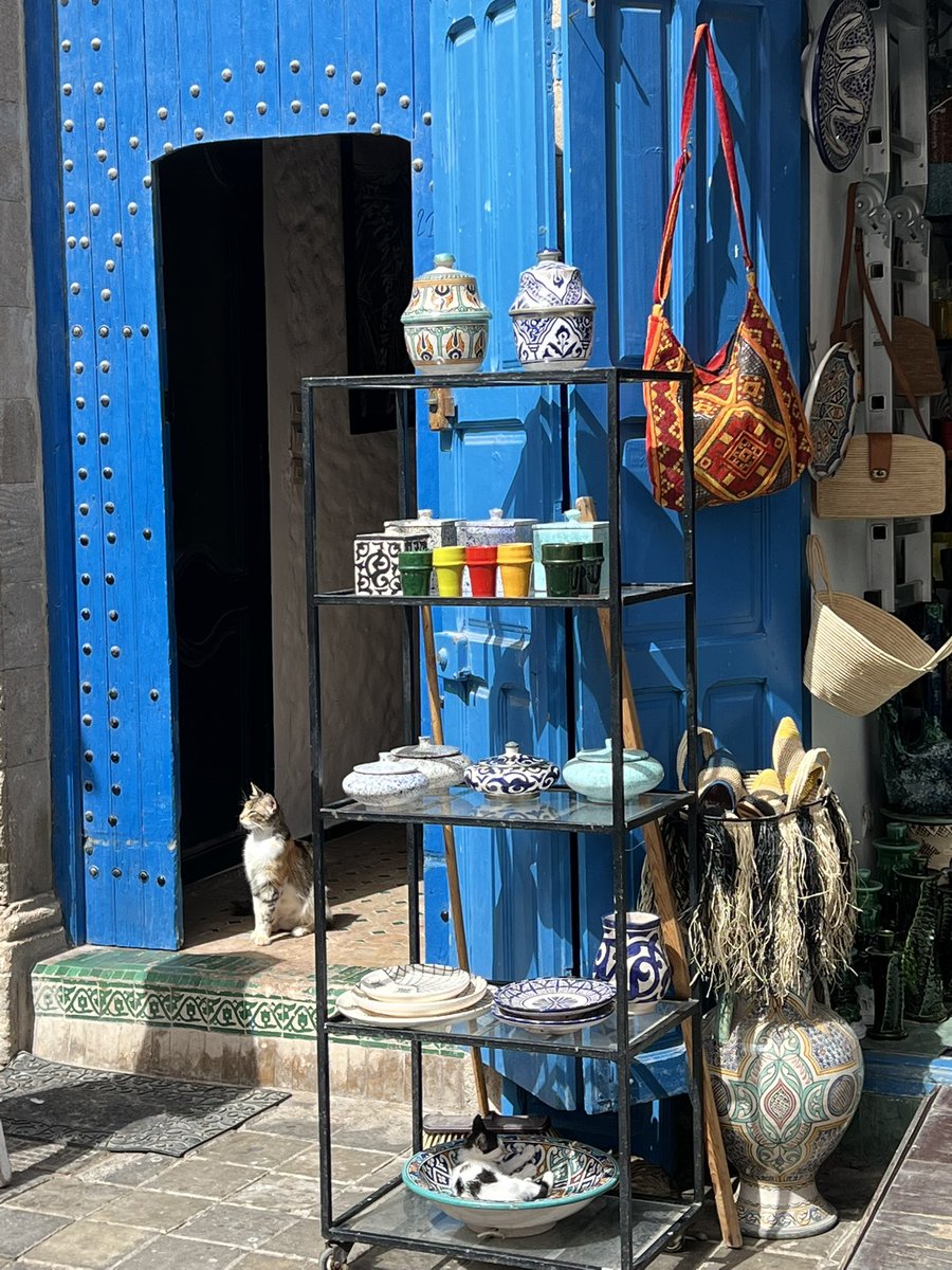 stevenarmijo's tweet photo. #CatsOfMorocco #Caturday #Essaouira #Morocco https://t.co/9VYeczGC1V