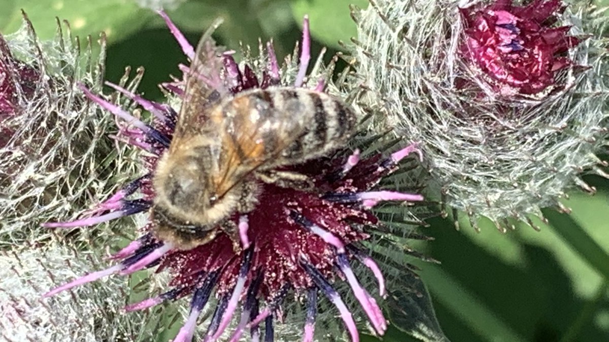 Funkelschoen's tweet image. #Insekten #Flowers #Feldweg #Naturschutzgebiet #Fliegtierchen #Natur #nature
