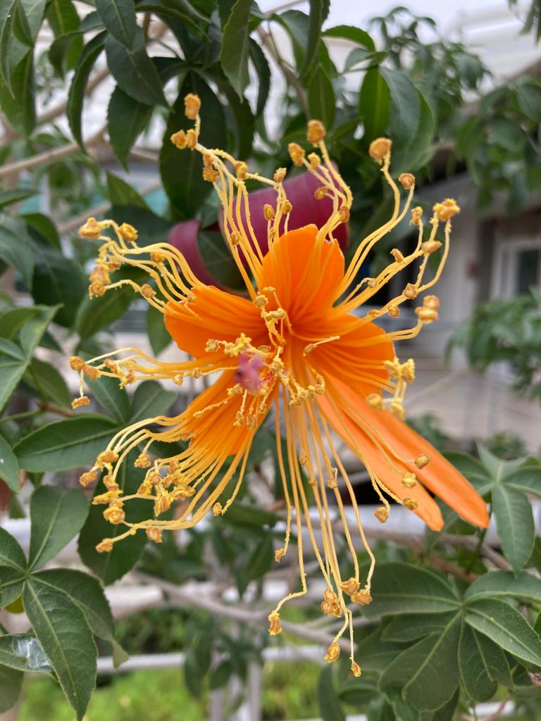 EshedLab's tweet photo. Our first Baobab flower https://t.co/UAQDxuDPli