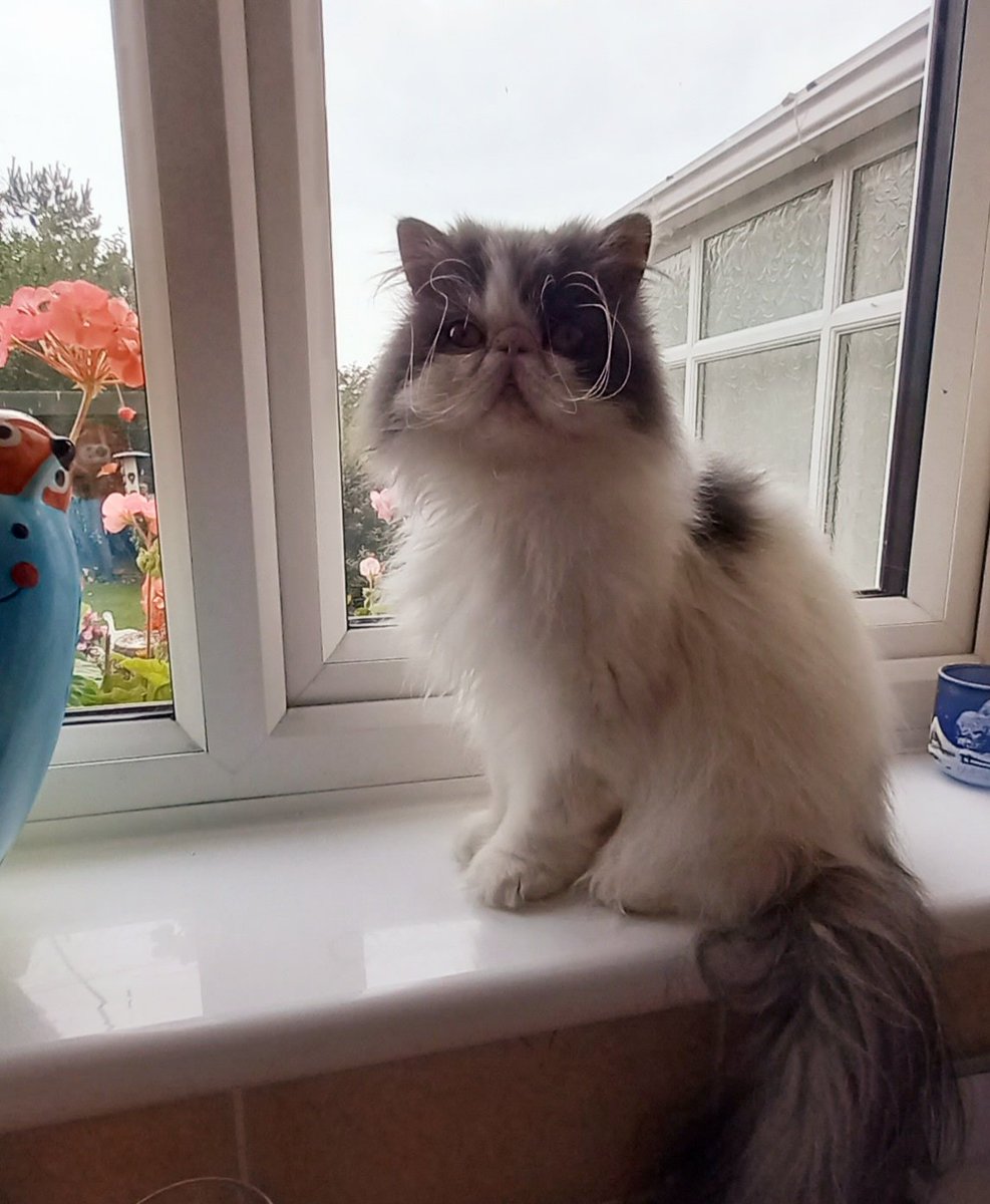 lynnsterlyn's tweet photo. #Hedgewatch 
#windowwatch
Me Lottie xxx https://t.co/4XU6C5AyZ7