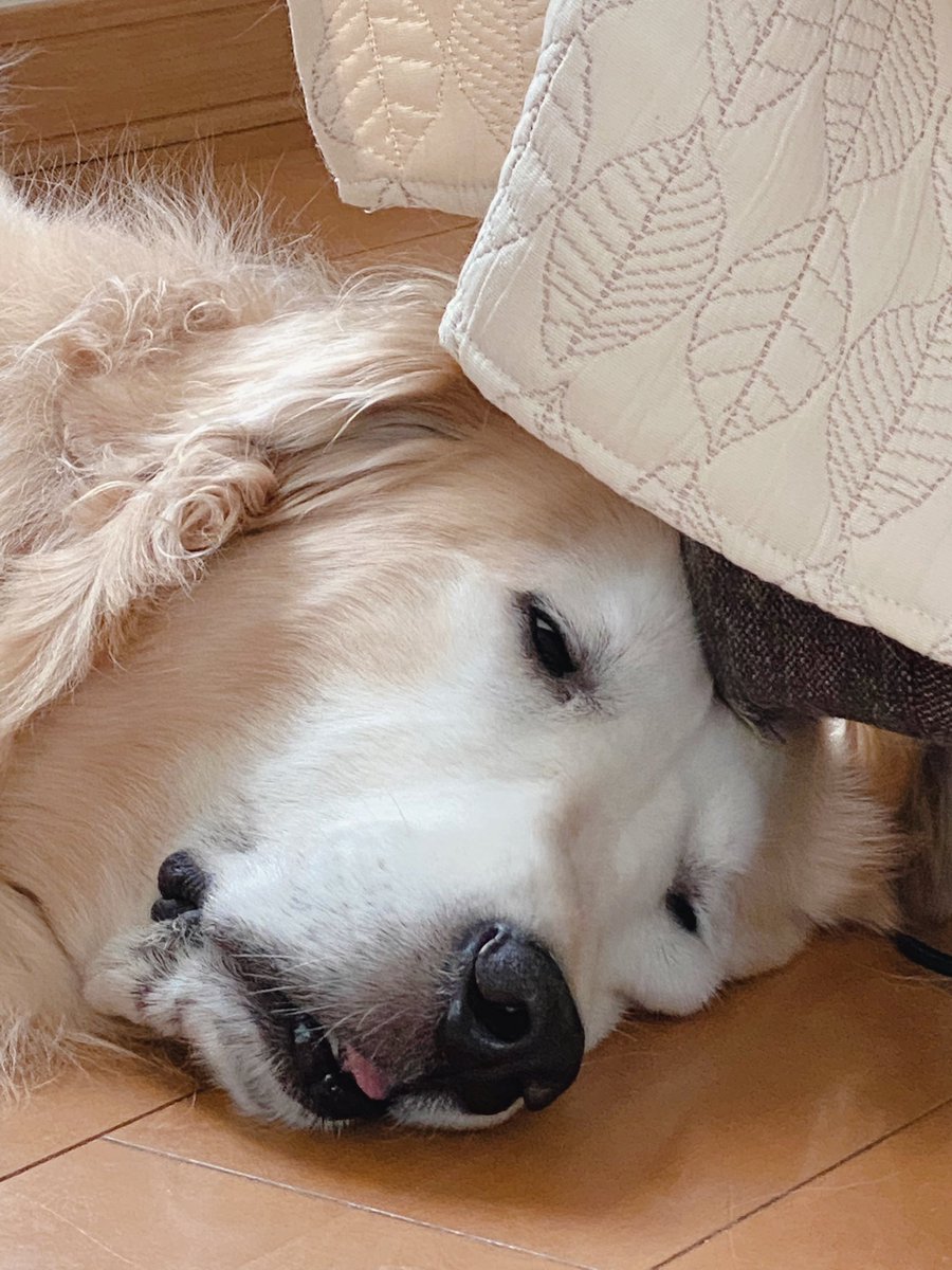 He's just sleeping, but he makes me smile☺️

#goldenretriever