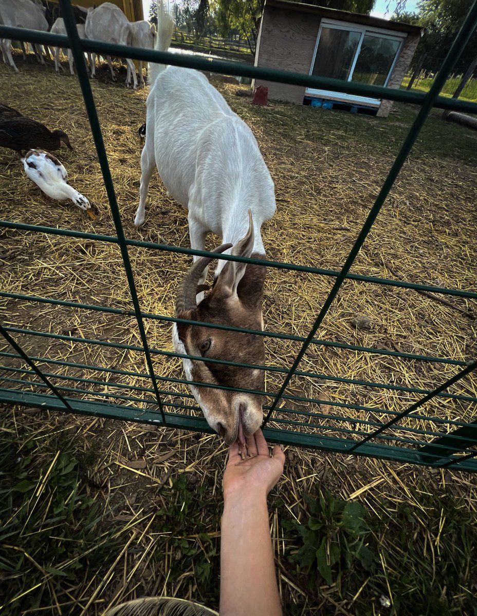 Feeding the goats in the morning! 

A beautiful and calming morning with the goats. Come by to see them, open at 10AM - 4:30PM. Entrance fee for anyone, over 12 years old, is $10. 

#ApplePicking #AppleCider #AppleFarm #PickYourOwn #TallPostCraftCider #CraftCider #OntarioApples
