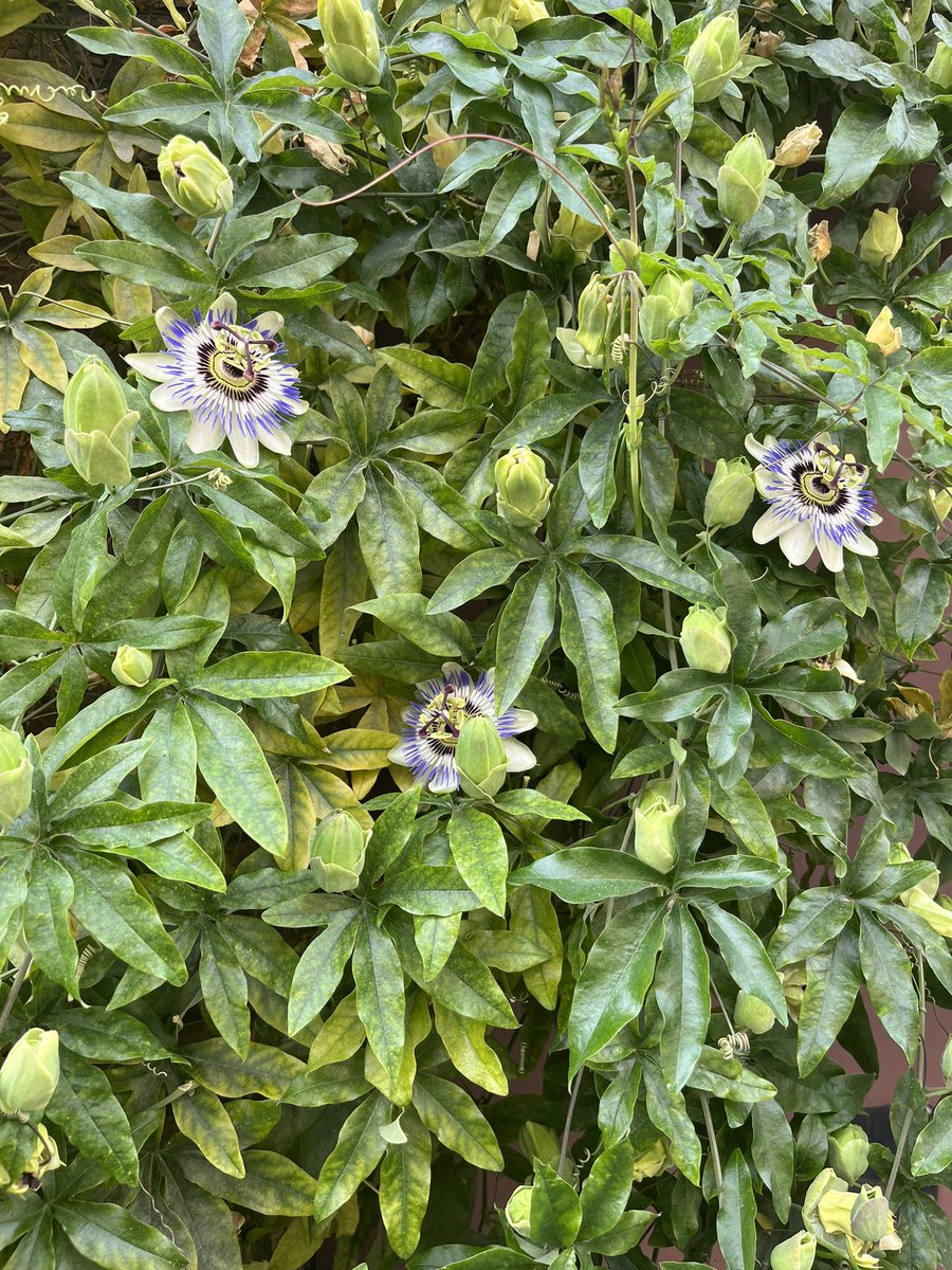 Passiflora 💜