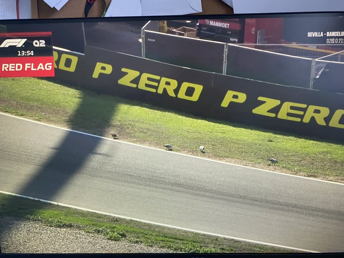 Michal90272113's tweet photo. #ElevenF1 gołębie które lubią ryzyko xD https://t.co/i55ycF1cx9