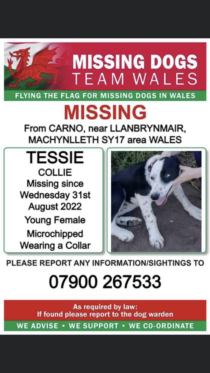 RachaelB100's tweet photo. ❗️TESSIE #MISSING #BORDERCOLLIE FROM #CARNO near #LLANBRYNMAIR #MACHYNLLETH #SA17 #WALES ❗️
SINCE WEDNESDAY 31st AUGUST 2022
❗️PLS LOOK OUT FOR HER & CALL NUMBER WITH ANY INFO/SIGHTINGS ❗️
@missingdogwales @Anthony_Bailey_
https://t.co/iHL7DWFJRZ https://t.co/KMoWVclDcH