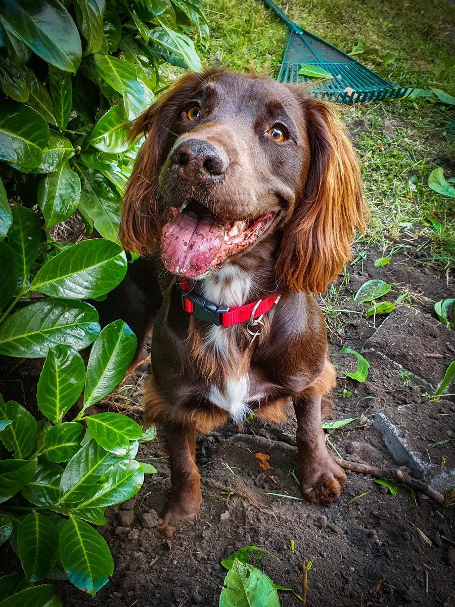Freddie The Sprocker tweet media
