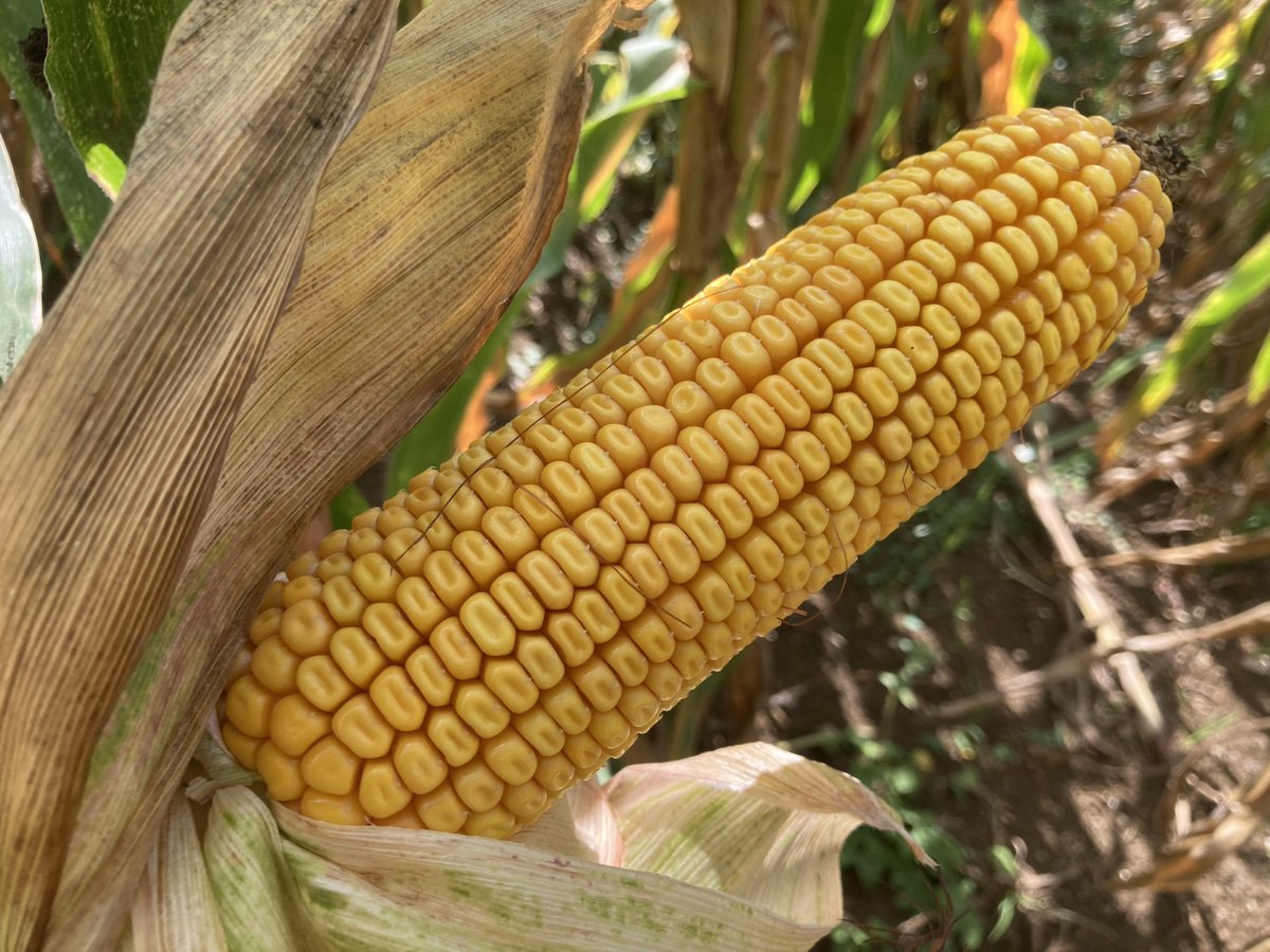 bigard_q's tweet photo. J’avais pas prévu ça pour ce samedi mais tant pis… on vérifie que les #Grouic 🐗 🐗 🐗 sont bien sortis de la parcelle de maïs 🌽, et on clôture… 3 semaines avant la récolte 🤯 Battue compliquée, parcelle enclavée entre le chemin de fer et la RN67… #FrAgTw https://t.co/lKTZvR0f8X