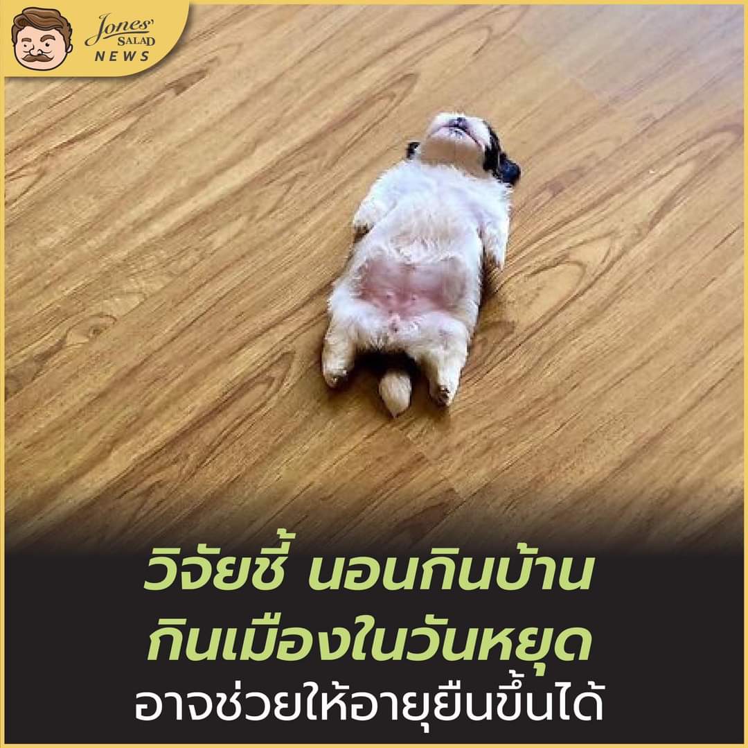 jones_salad's tweet image. งานวิจัยพบว่าการนอนชดเชยในวันหยุด ช่วยลดความเสี่ยงในการตายก่อนวัยที่เกิดจากการนอนไม่พอได้

โดยวิจัยที่ใช้เวลาศึกษานาน13ปี พบว่า คนที่นอนน้อยกว่าวันละ 5 ชั่วโมงทุกวัน มีโอกาสในการตายก่อนวัยอันควรสูงกว่าคนที่นอน6-7ชั่วโมงถึง 65%