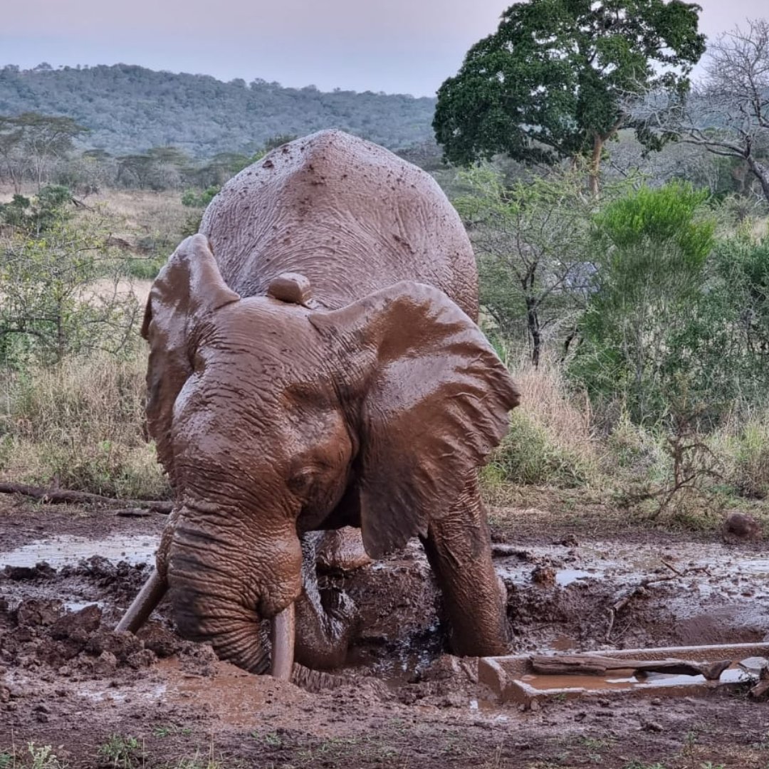 AspinallCharity's tweet photo. We are excited to share one of the young Tembe Tuskers which we translocated from Tembe Elephant Park in 2020, is flourishing in his new environment and can be seen here enjoying a mud bath! @wildlandssa @EZEMVELOKZNWild @SomkhandaKZN #conservationsolutions #heligistix https://t.co/FaFW0inl6h