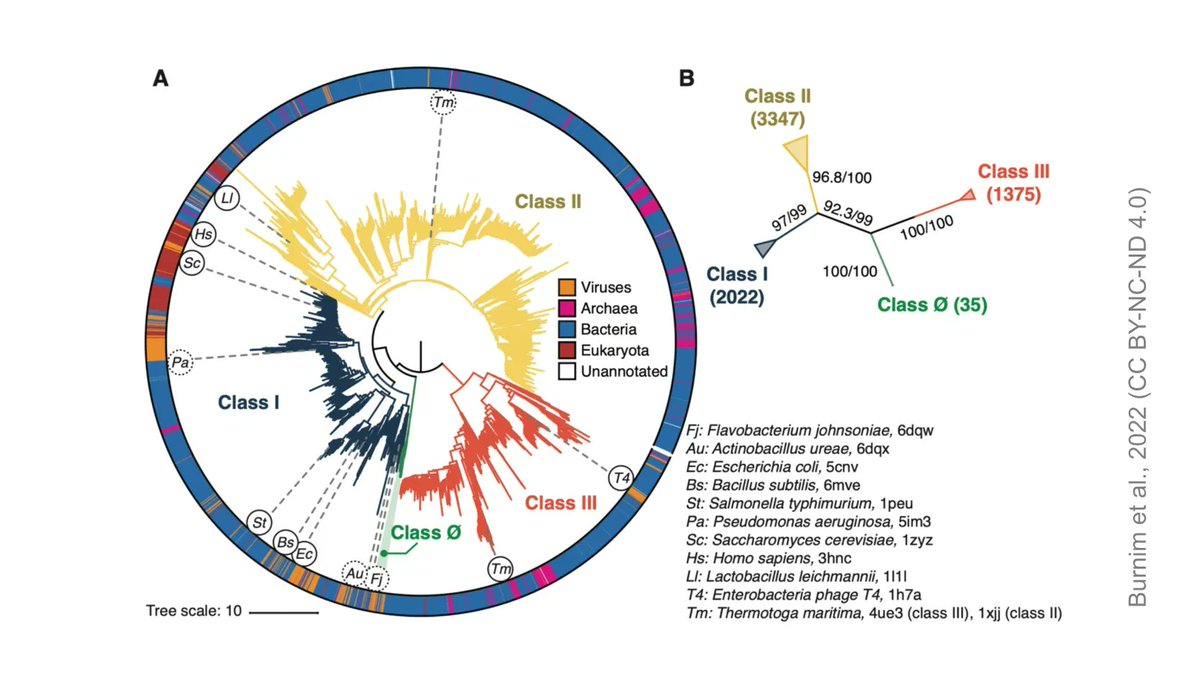 Ribonucleotide reductases are essential for DNA biosynthesis and may be the link in the transition from an RNA to DNA world. @audgems, Spence and Xu et al. propose a new evolutionary model for the diversification of this protein family

#ReviewedPreprint

biorxiv.org/content/10.110…