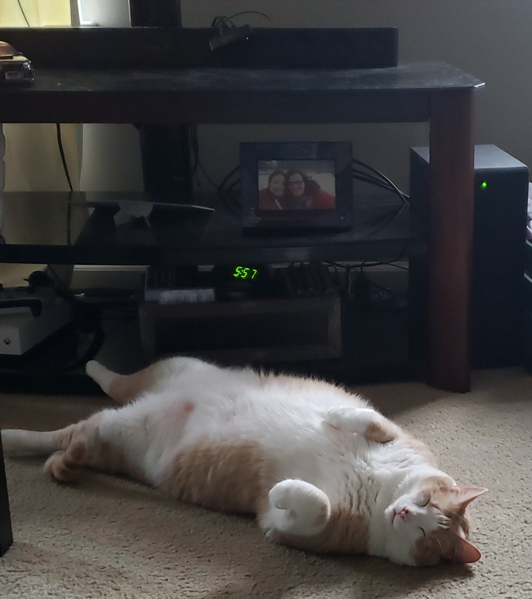 KolschAtMidnite's tweet photo. Happy #Caturday 😁🐈 
#CatsOfTwitter #bigloaf #catlovers https://t.co/IXvfPUZra4