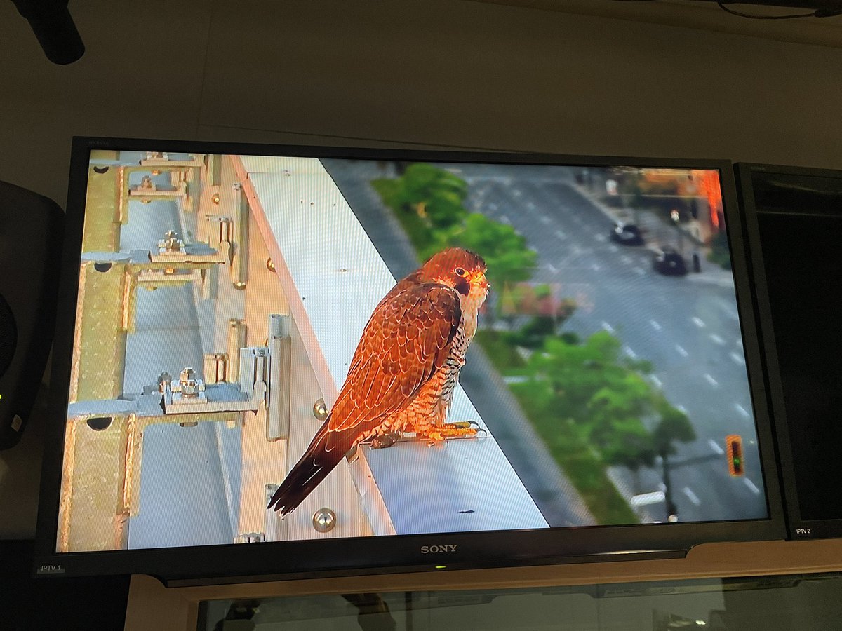 eliabb's tweet photo. Finished reading the 6:30 newscast in Studio 31 this morning, looked up at the tv monitors and saw this peregrine falcon…captured by the roof-top camera at our new CBC/Radio-Canada. What a treat. #Falcons #peregrine #birds #birding https://t.co/x9ddxRvRU8