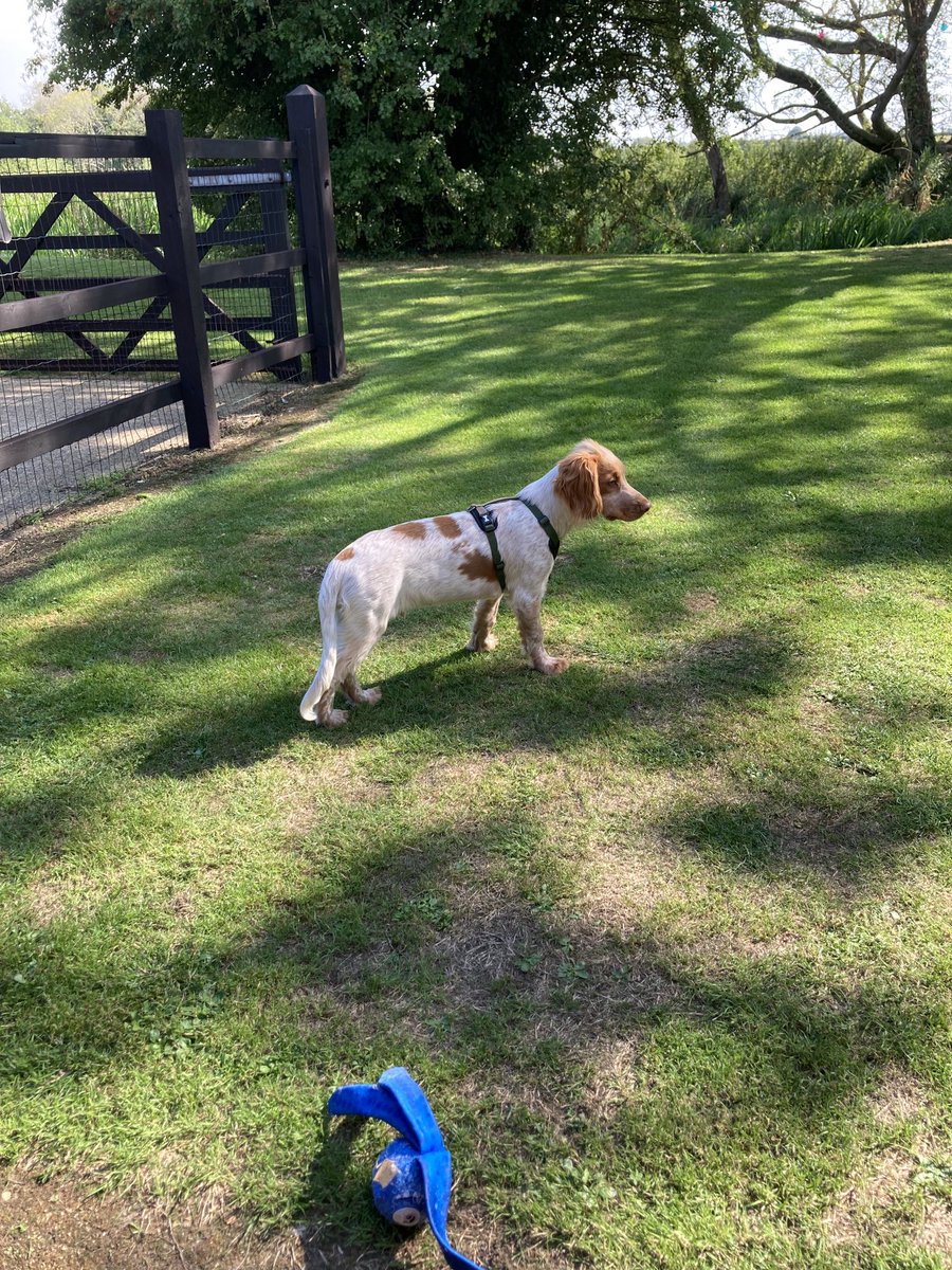 janelottering's tweet image. Hudson loves Norfolk 😎💙