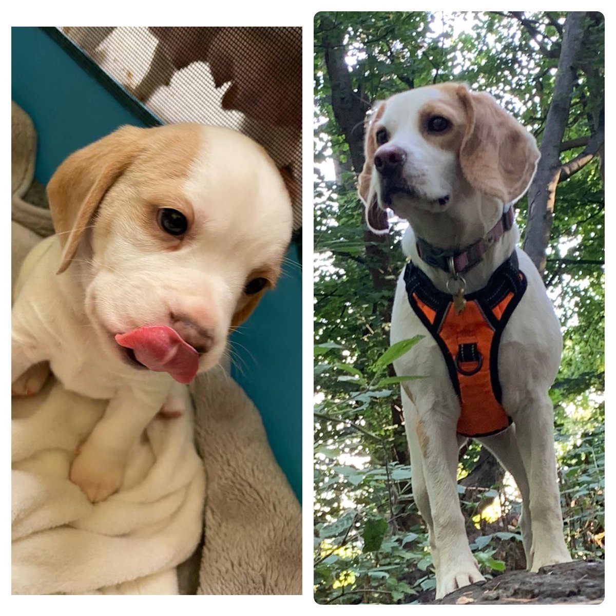 Amy_K_81's tweet photo. @charliersmith1 Sorry it’s a hard patch Charlie. I hope your ankle repairs soon. This is Willow. https://t.co/48Dczl00Tx