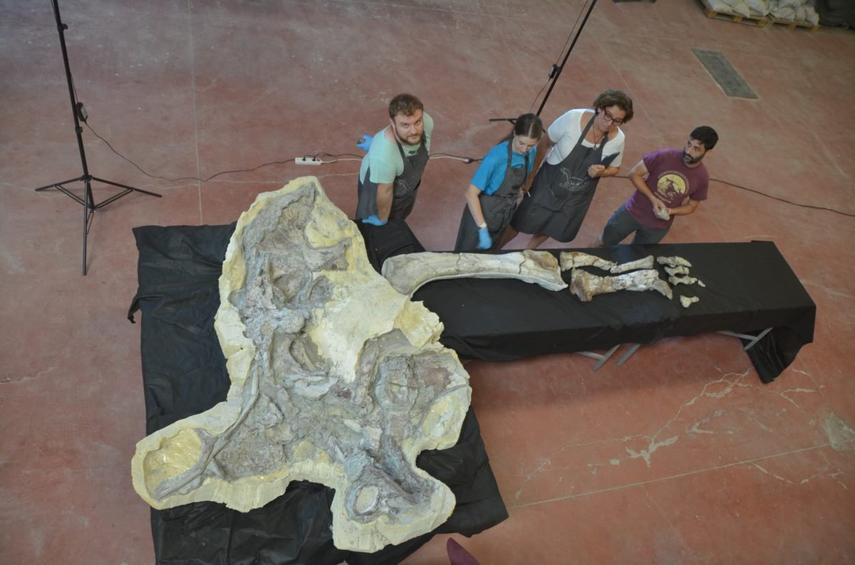 frco_ortega's tweet photo. Comentamos, en el blog de @culturaenclm, el trabajo sobre HUE-EC06, uno de los #titanosaurios del #Cretácico Superior de #Lo_Hueco, depositando en el @MuPaclm  y actualmente en estudio: https://t.co/noYnwJgYA3
#Dinosaurios de #Cuenca 
Proyectos 2022 en #Paleontología de @gobjccm https://t.co/qSczRMPjcf