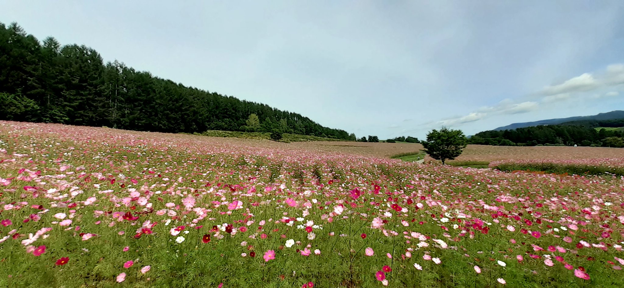 花絶景 Twitter Search Twitter