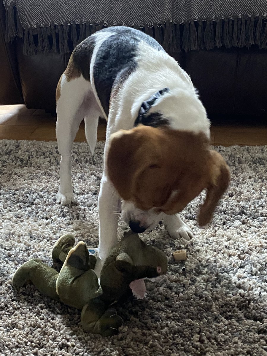 Bowie ⚡️🐶 tweet media