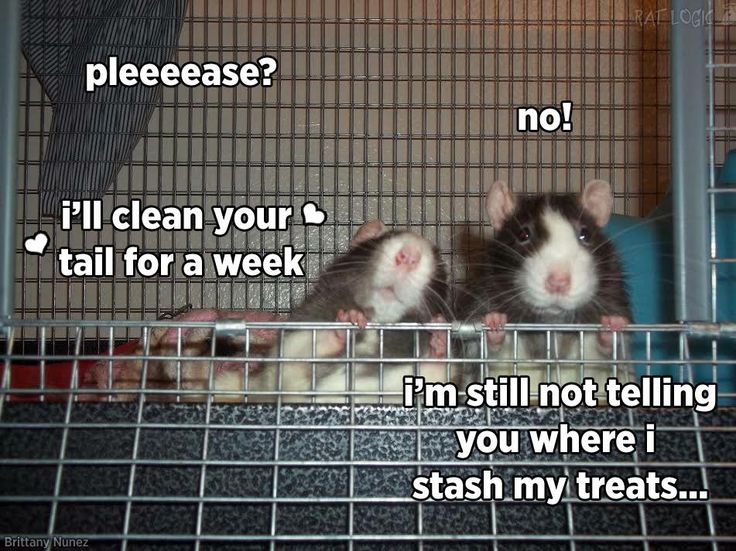 ratteneck's tweet photo. Man kann es ja mal versuchen 😉
Das #ratteneck wünscht Euch allen ein #SchönesWochenende 🐀🐀🐀 https://t.co/JPBXIH4co6