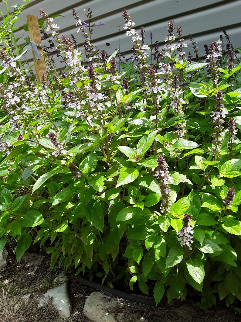 gransgardenseed's tweet photo. #CinnamonBasil Seeds, Very Easy to Grow #Basil, Great Companion Plant, #HerbGarden Seeds, Container Garden, #CutFlowers Pollinators Love the Beautiful Blooms, https://t.co/JFNp4ZNLDc https://t.co/grW45TyPfv