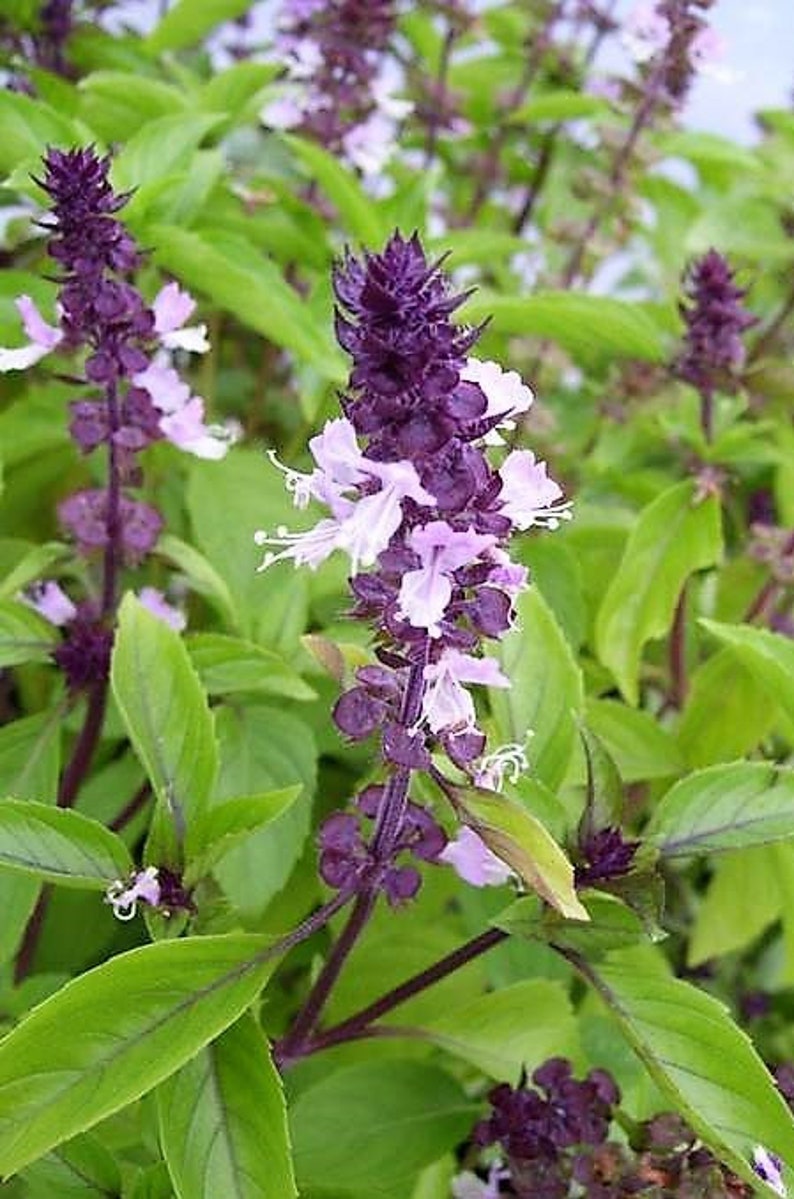 gransgardenseed's tweet photo. #CinnamonBasil Seeds, Very Easy to Grow #Basil, Great Companion Plant, #HerbGarden Seeds, Container Garden, #CutFlowers Pollinators Love the Beautiful Blooms, https://t.co/JFNp4ZNLDc https://t.co/grW45TyPfv