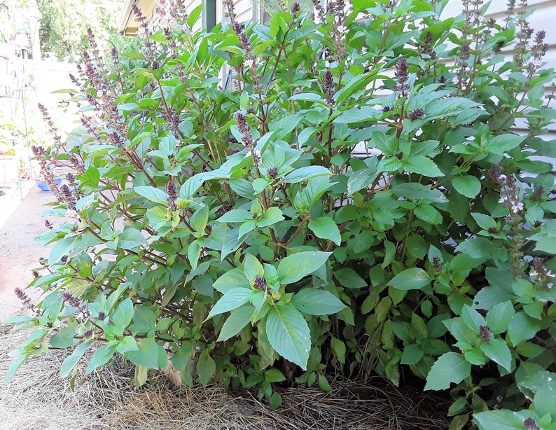 gransgardenseed's tweet photo. #CinnamonBasil Seeds, Very Easy to Grow #Basil, Great Companion Plant, #HerbGarden Seeds, Container Garden, #CutFlowers Pollinators Love the Beautiful Blooms, https://t.co/JFNp4ZNLDc https://t.co/grW45TyPfv
