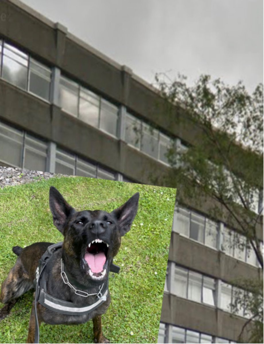 StaffsDogs's tweet photo. A male wanted for a number of Theft offences in #Stafford ran from officers into a derelict high rise office block after committing another shoplifting offence. PD Vixen was sent in to the building and swiftly located the male hiding on the second floor. #Arrested #Shift5Dogs ๐พ https://t.co/Ckw8Xx4zV1