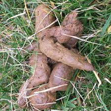 Was hat Alice Weidel machen lassen?