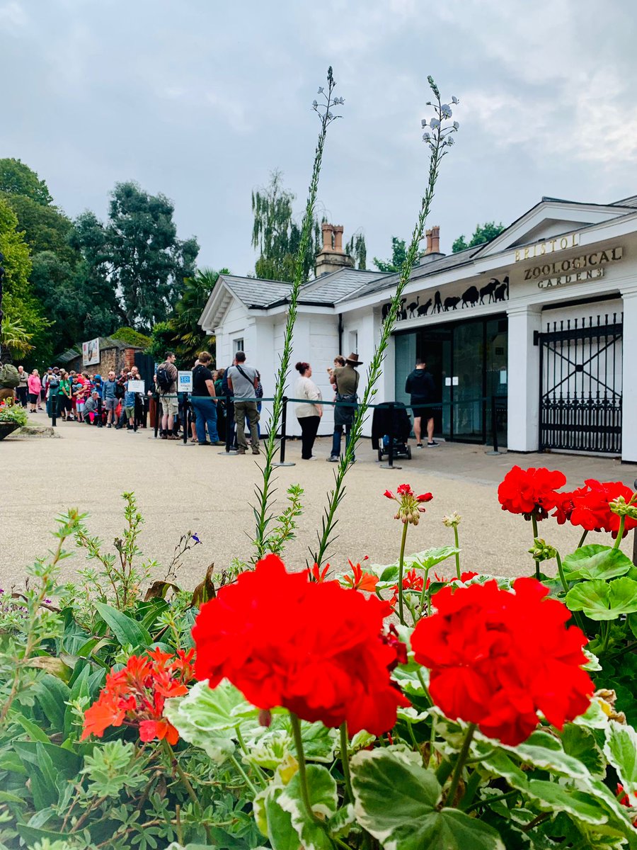 Bristol Zoological Society (@briszoosociety) on Twitter photo It's our FINAL DAY today! 🦁🦍🐧🦩
Are you visiting the Zoo today? Share your photos with us using #TheZooAndYou and tagging us with <a href="/BristolZoo/">Bristol Zoo</a>. It's our FINAL DAY today! 🦁🦍🐧🦩
Are you visiting the Zoo today? Share your photos with us using #TheZooAndYou and tagging us with <a href="/BristolZoo/">Bristol Zoo</a>.