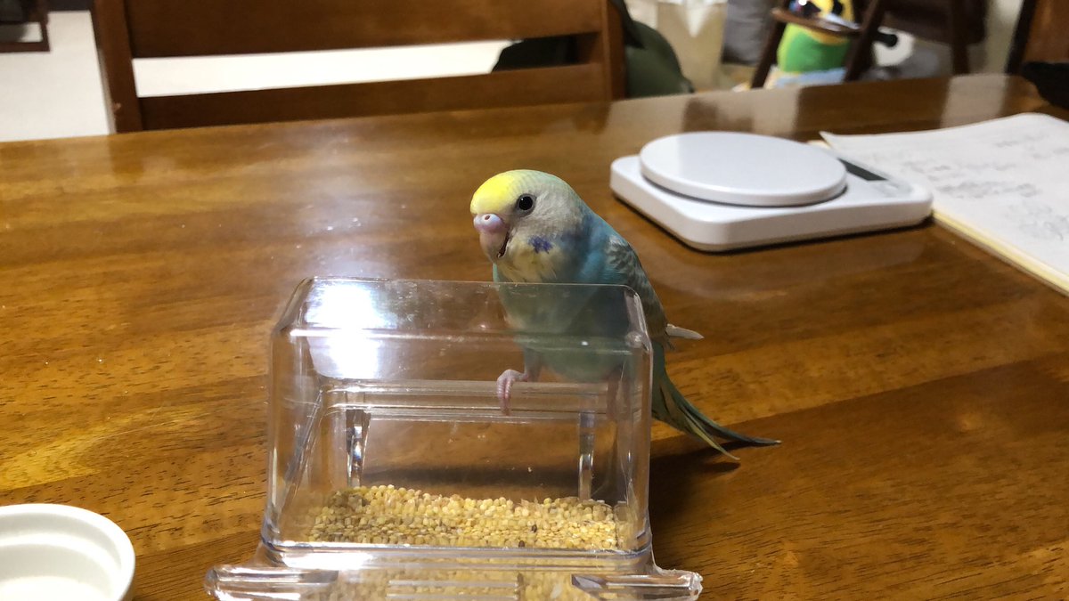 aya0922ponn's tweet photo. 【探しています】
セキセイインコをロストしてしまいました。
(午前10時頃、母が日光浴をさせようとケージを外に置いたら、鍵がうまくはまっていなかったようでゲージが開いて飛び出してしまいました。)
富山県富山市婦中町内です。
少しでも情報があったらお知らせください。
よろしくお願いします。 https://t.co/FbhZpi4Lfd