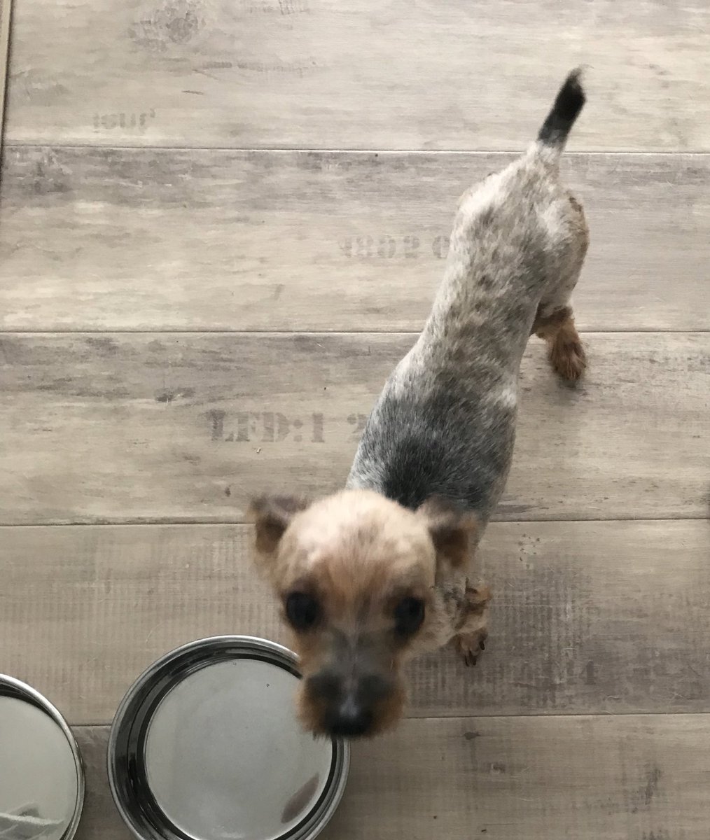 willdogcare's tweet photo. 前投稿の迷い犬ちゃんはお迎えなく、健康状態が悪かったので、保健所→WILLで保護ケア中です。捨てられたのだと思います😤体重も増え、皮膚の状態も少しずつ良くなってきています。情報拡散や保護に関係してくださった方々、ありがとうございました😊#WILLドッグケアハウス#一匹でも犬ねこを救う会 https://t.co/WnouGxYLDR