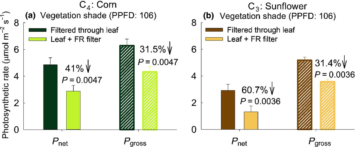 Photosynthesis in sun and shade: the surprising importance of far-red photons
ow.ly/uXkx50Kz0vp