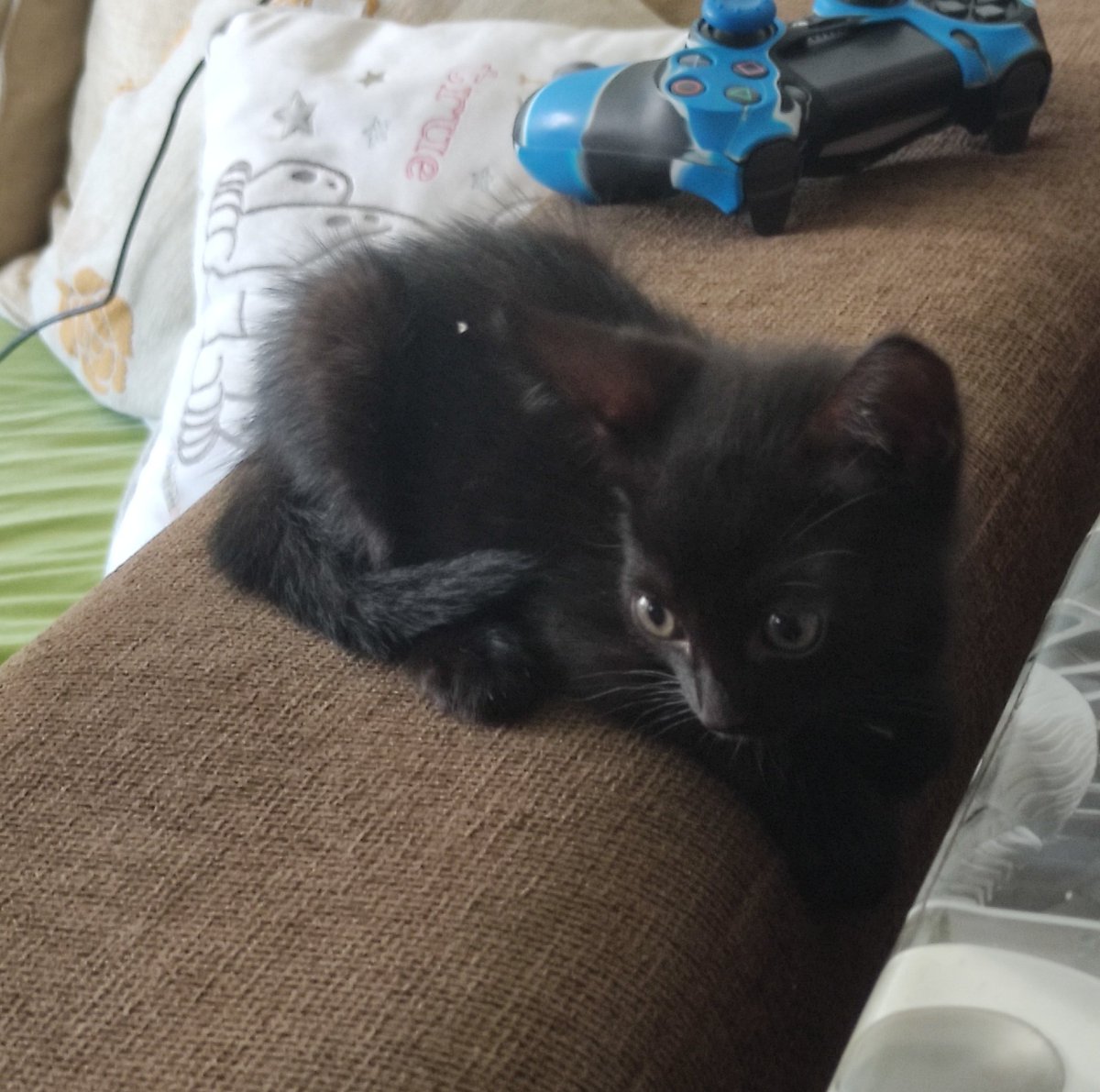 dreamghost's tweet photo. As pictures for my pinned because he's the cutest and i will miss him when i leave to uni </3 https://t.co/SbzLMj2ucx