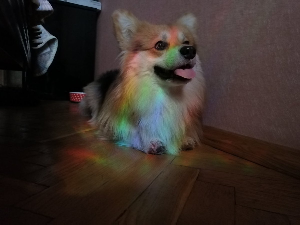nikonletta's tweet photo. Если вы не задумывались, как выглядит собака гомосексуалиста, то вот https://t.co/CvmNSJM01b
