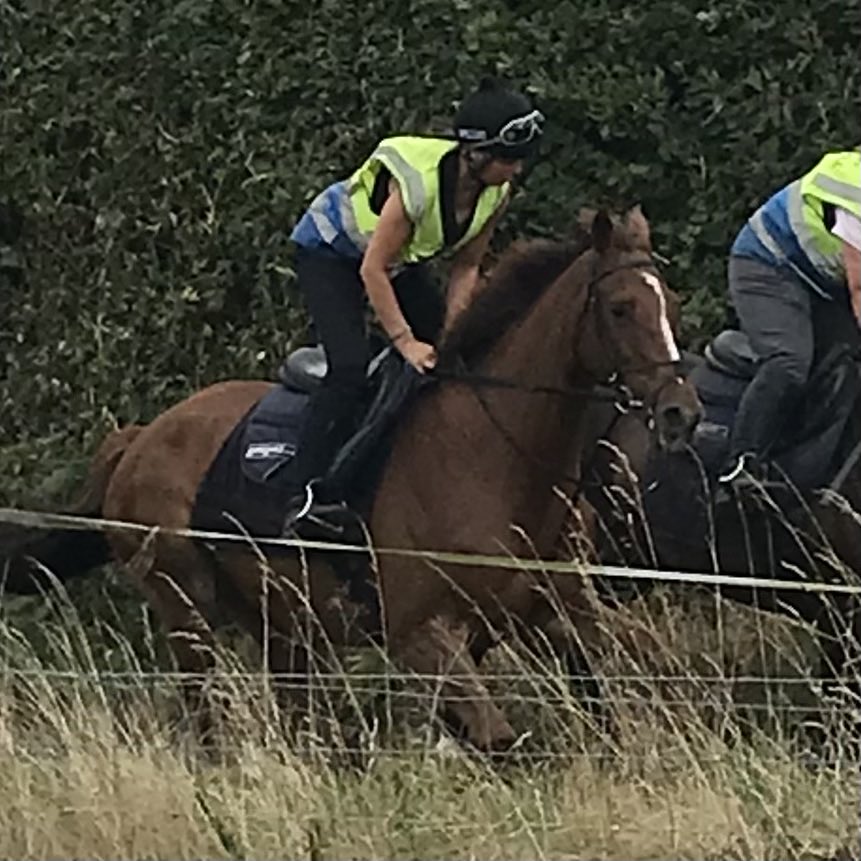 62pilgrim's tweet photo. ⁦@Woolminstone1⁩ Wessex Racing Club Le Coeur Net stepping up his work in preparation for the season ahead ⁦@AJHoneyball⁩ https://t.co/qTIip9xaix